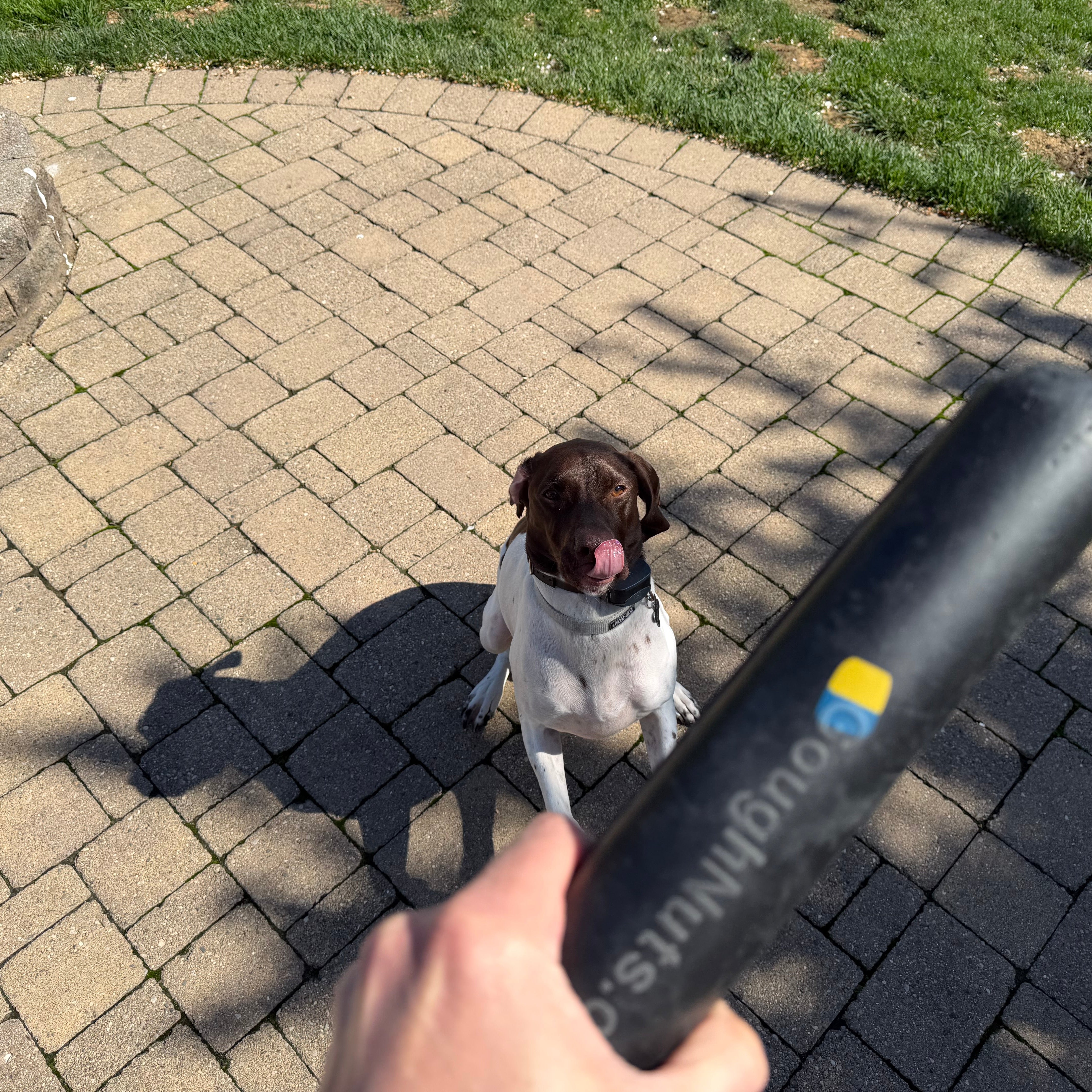 Goughnuts MAXX® HD Pro 50 Large Stick for Power Chewers – Virtually Indestructible Dog Toy