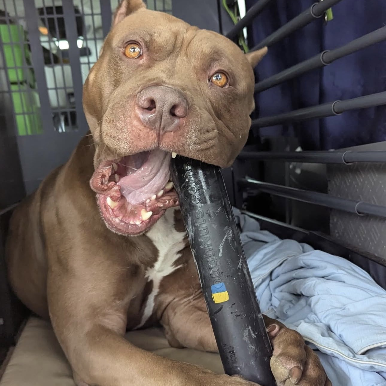 Dog holding a black object in its mouth inside a vehicle.