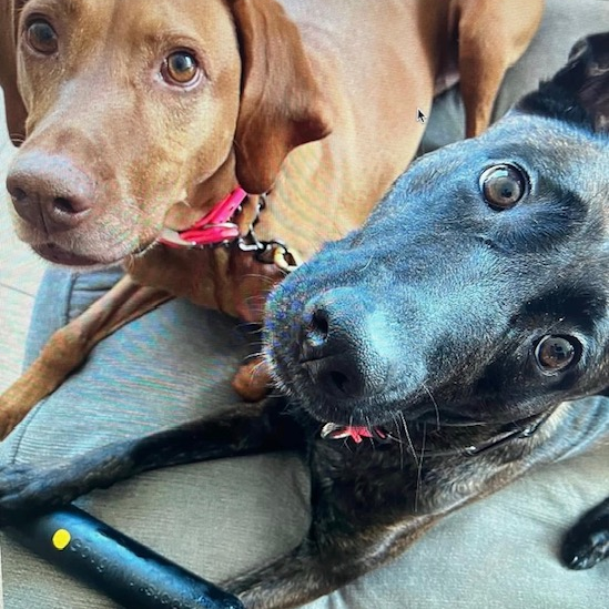 Two dogs, one brown and one black, lying on a couch with a close-up of their faces.