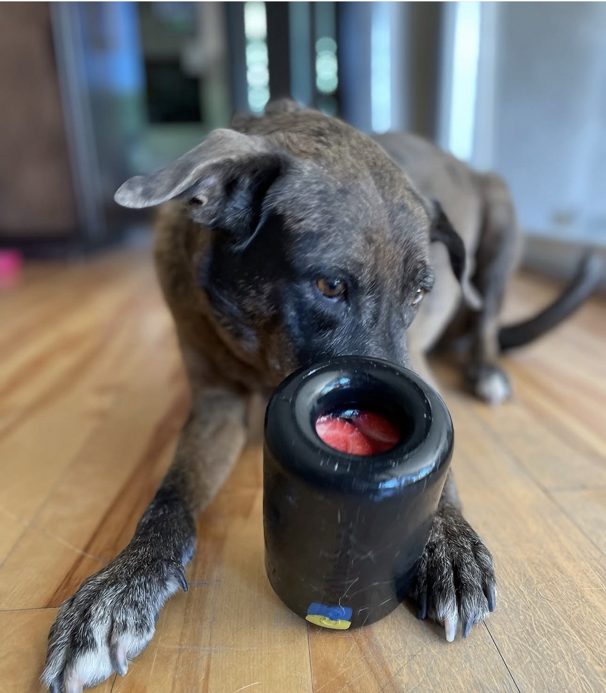 Rugged Dog System - Starter Box