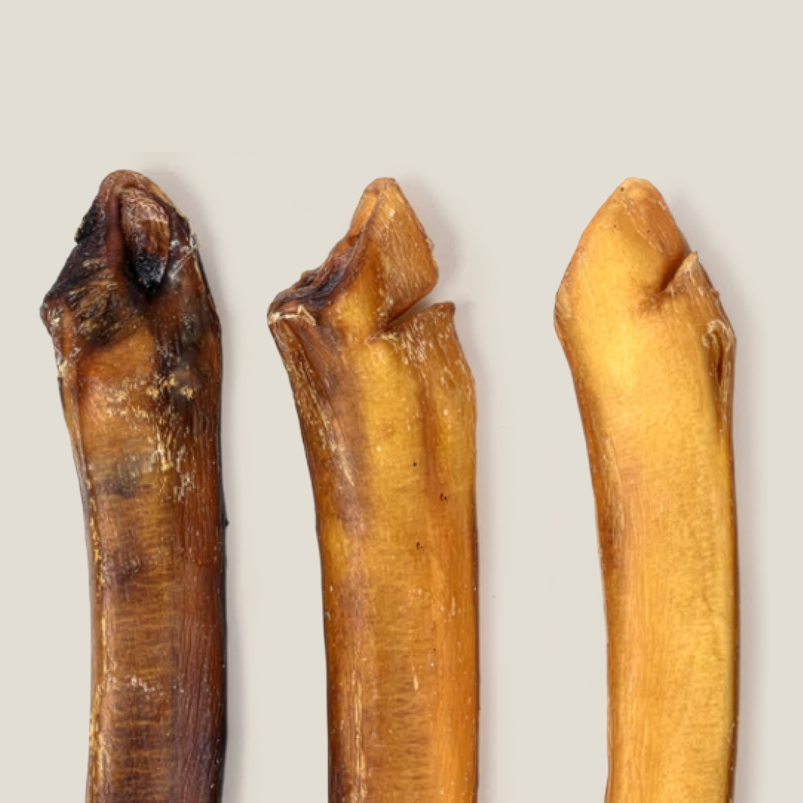 Gargantuan 12” Bully Stick for Power Chewers – Extra-Thick, Low-Odor