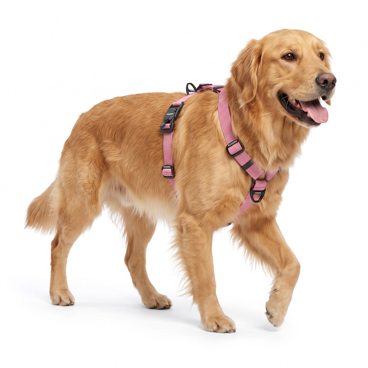 Golden Retriever wearing a Dusty Rose Rugged Dog Company no-pull harness showing adjustable Y-shaped fit, sternum strap with aircraft-grade aluminum front control D-ring, high-visibility reflective polyester webbing, aircraft-grade aluminum back D-ring, magnetic FIDLOCK V-Buckles and branded metal adjustment sliders