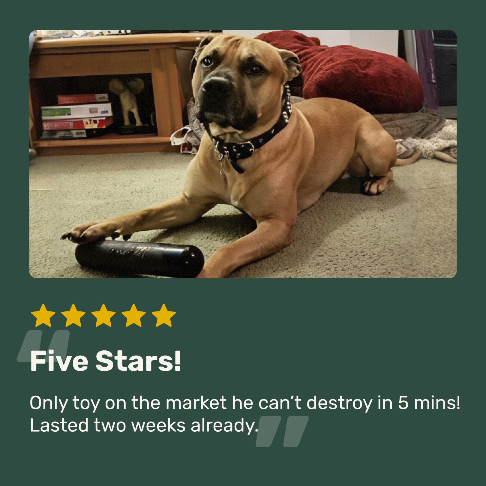 Dog lying on the floor with a toy, surrounded by books and a red pillow. Five star reviw