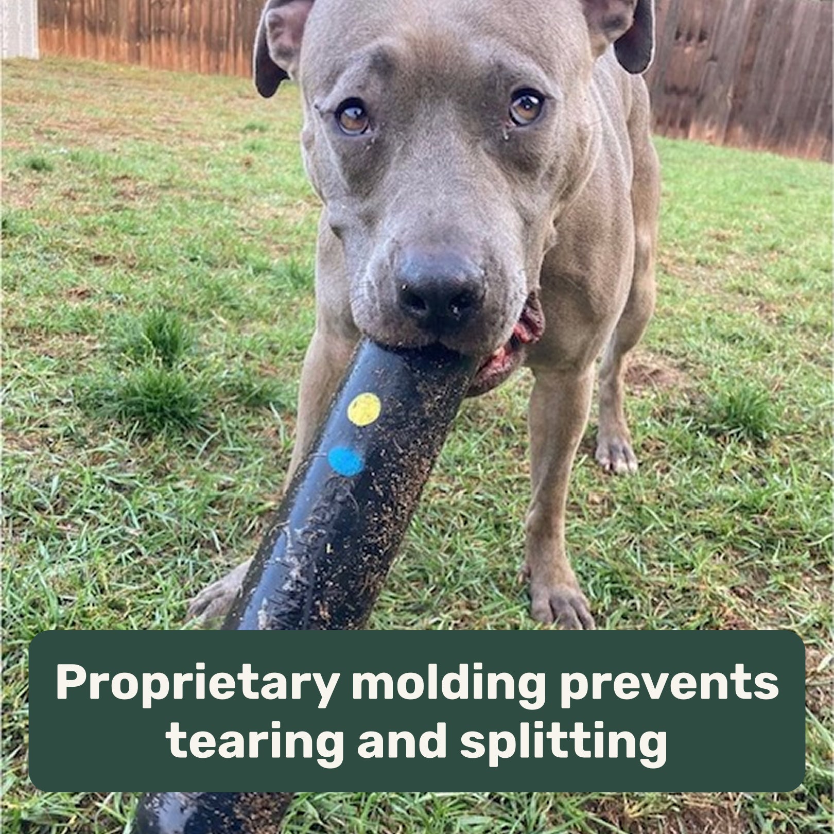 Dog holding a large chew rubber stick toy in its mouth on grass