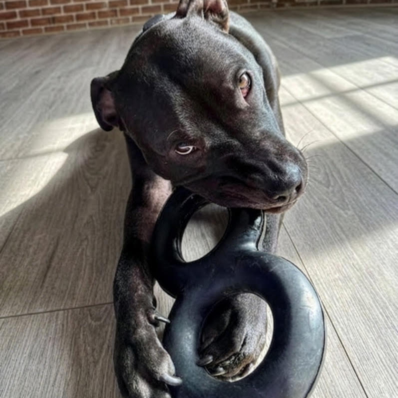 Dog playing with a large goughnut tug ring on a wooden floor.