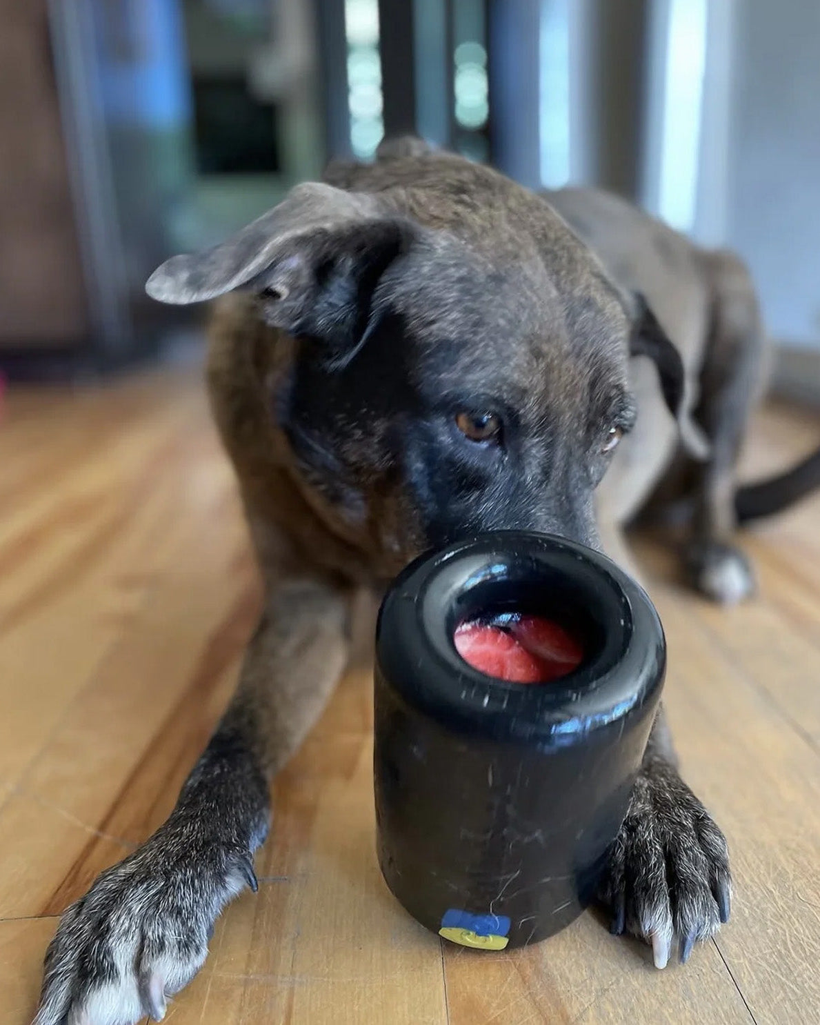 Dog interacting with a black container on a wooden floor