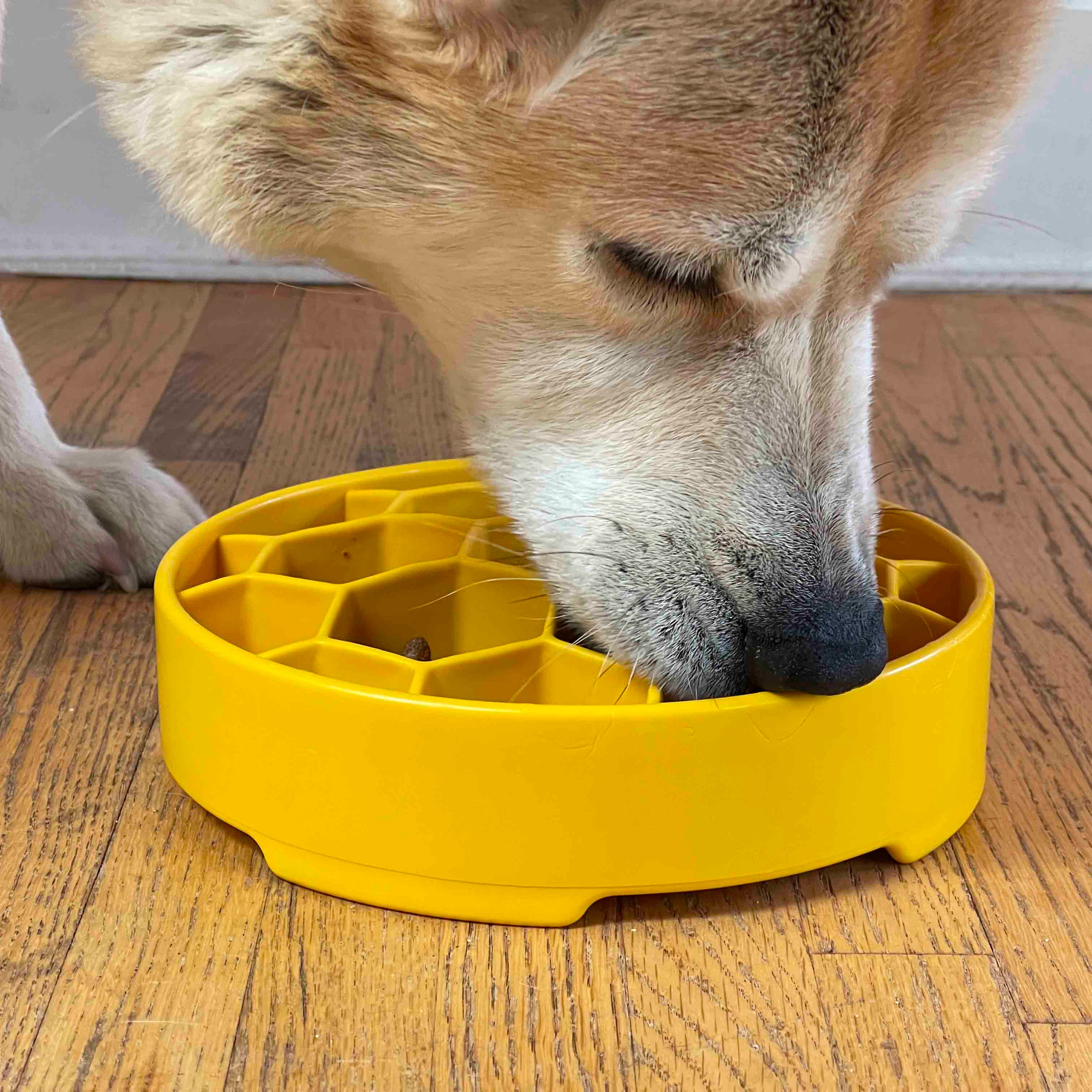 Dog eating from a yellow slow feeder bowl on a wooden floor.