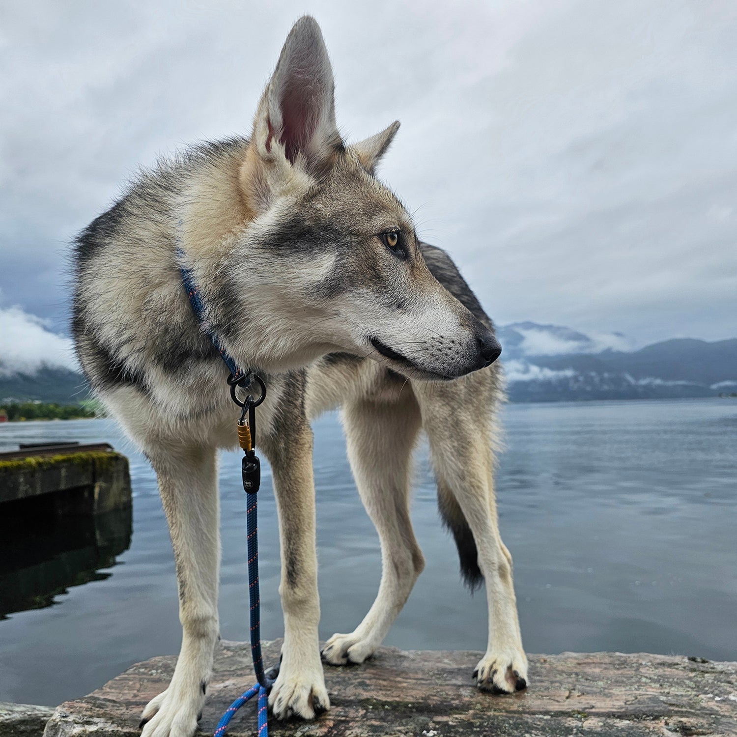 Customizable Boulder Hybrid Rope Dog Leash | Swiveling Carabiner | Tuenne