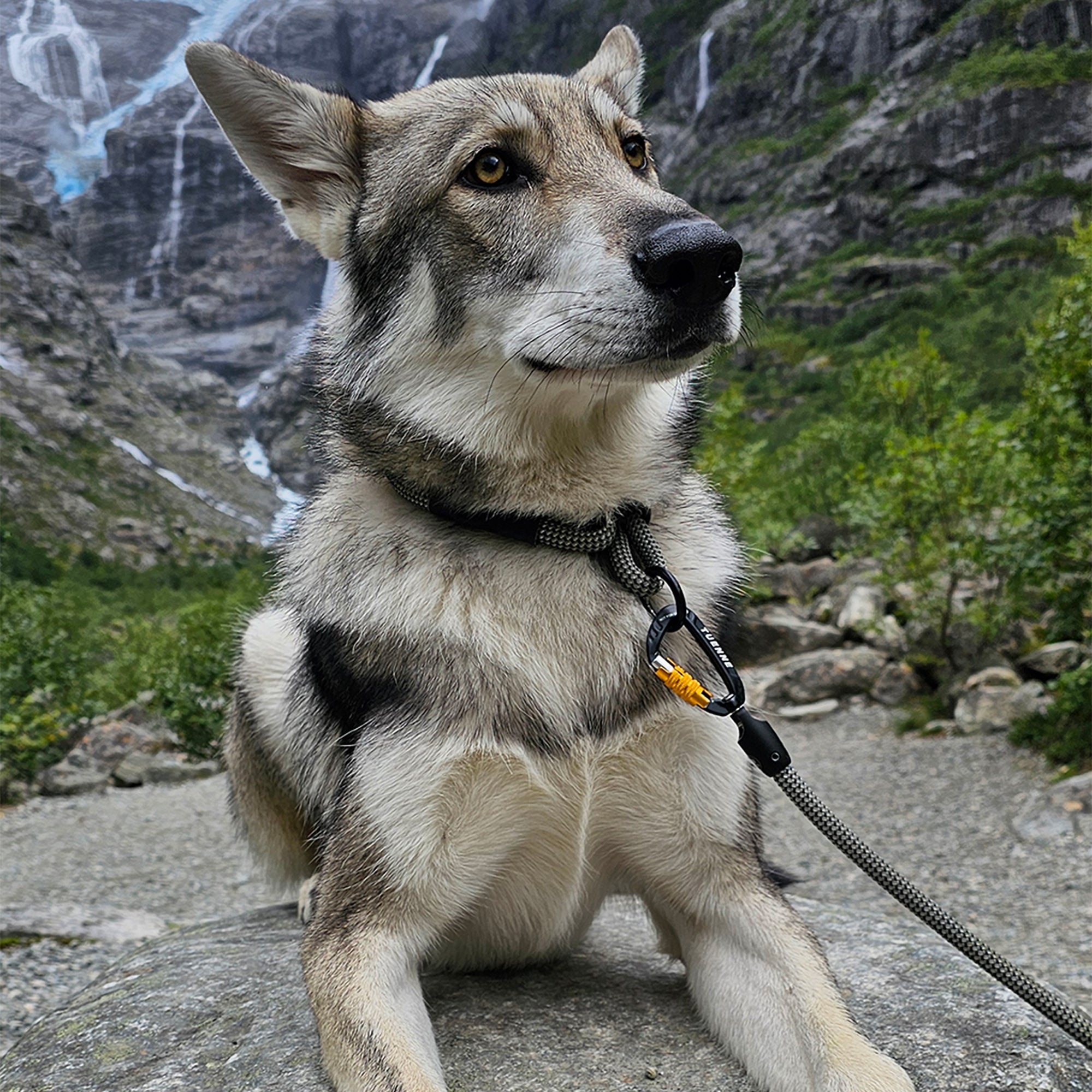 Customizable Boulder Hybrid Rope Dog Leash | Swiveling Carabiner | Tuenne