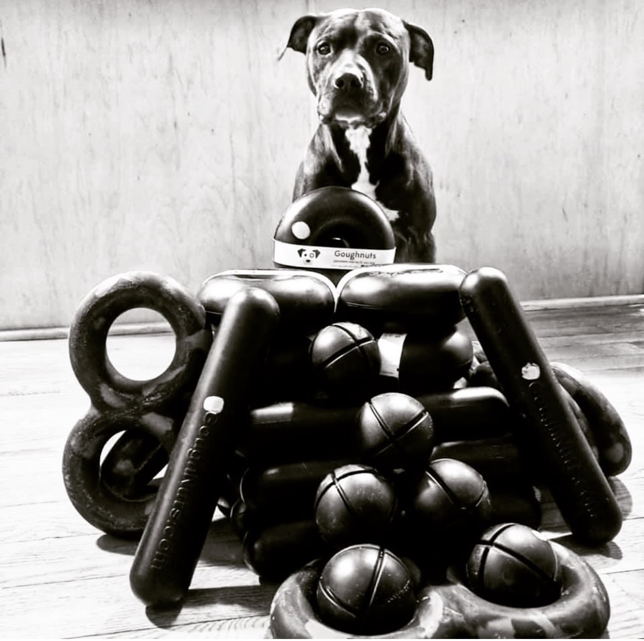 Indestructible Dog Toys | Goughnuts