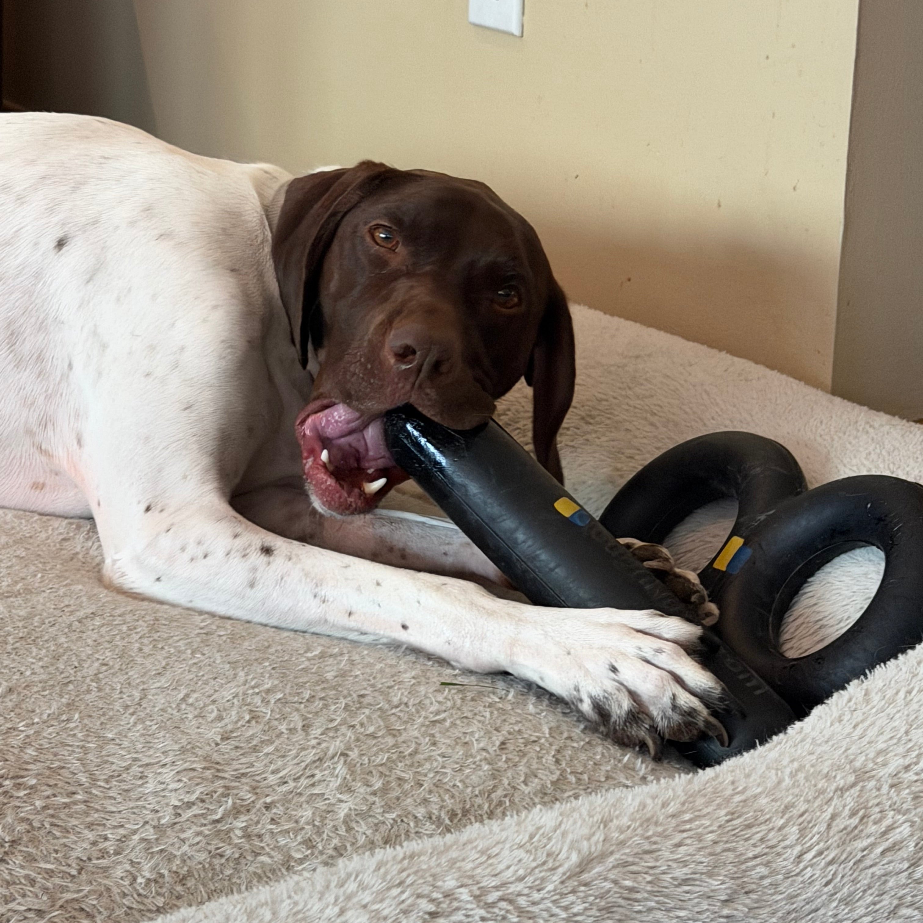 Goughnuts MAXX® HD Pro 50 Large Stick for Power Chewers – Virtually Indestructible Dog Toy