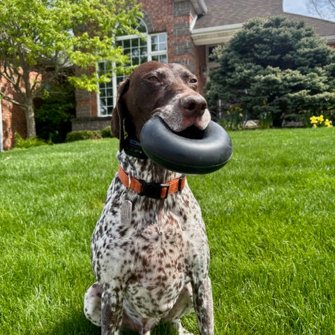 Goughnuts MAXX® HD Large Ring for Power Chewers – Virtually Indestructible Dog Toy