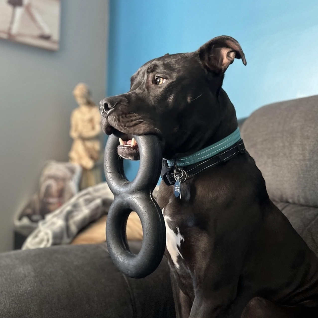 Dog holding a black ring toy in its mouth, sitting on a couch with a blurred background