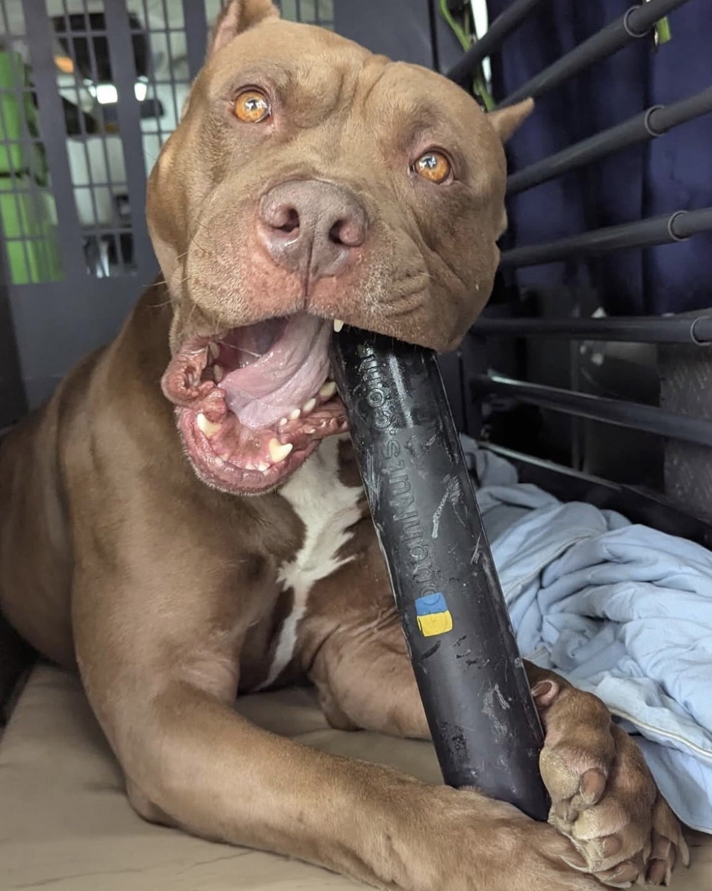 Dog holding a black object in its mouth inside a crate