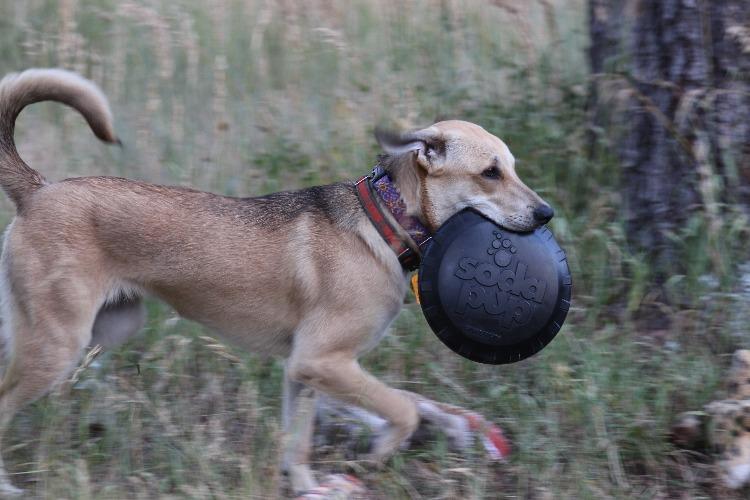 Magnum Bottle Top Flyer Rubber Frisbee Dog Toy for Power Chewers