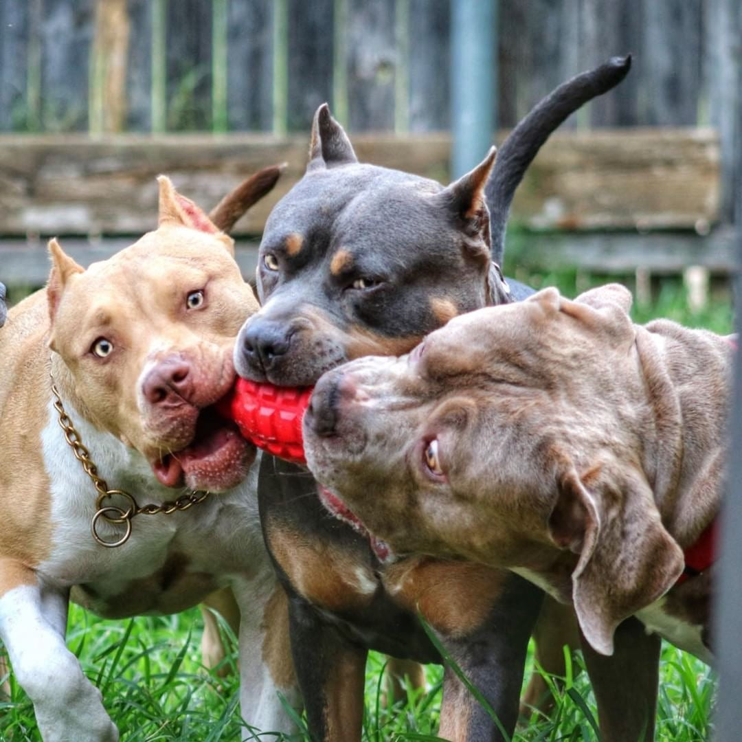 SodaPup Grenade Treat-Dispensing Dog Toy for Power Chewers
