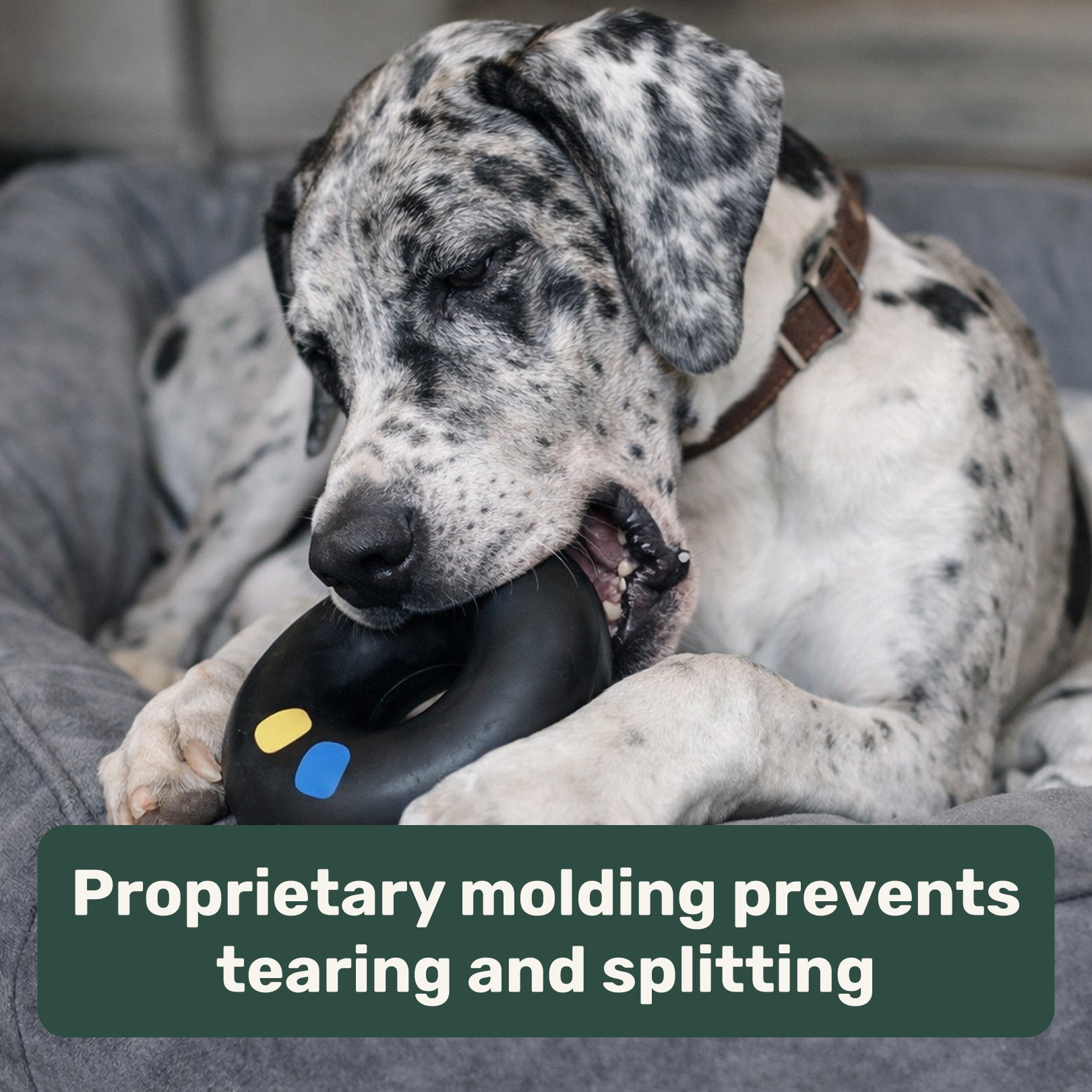 Dog chewing on a black rubber doughnut shaped toy with text about proprietary molding