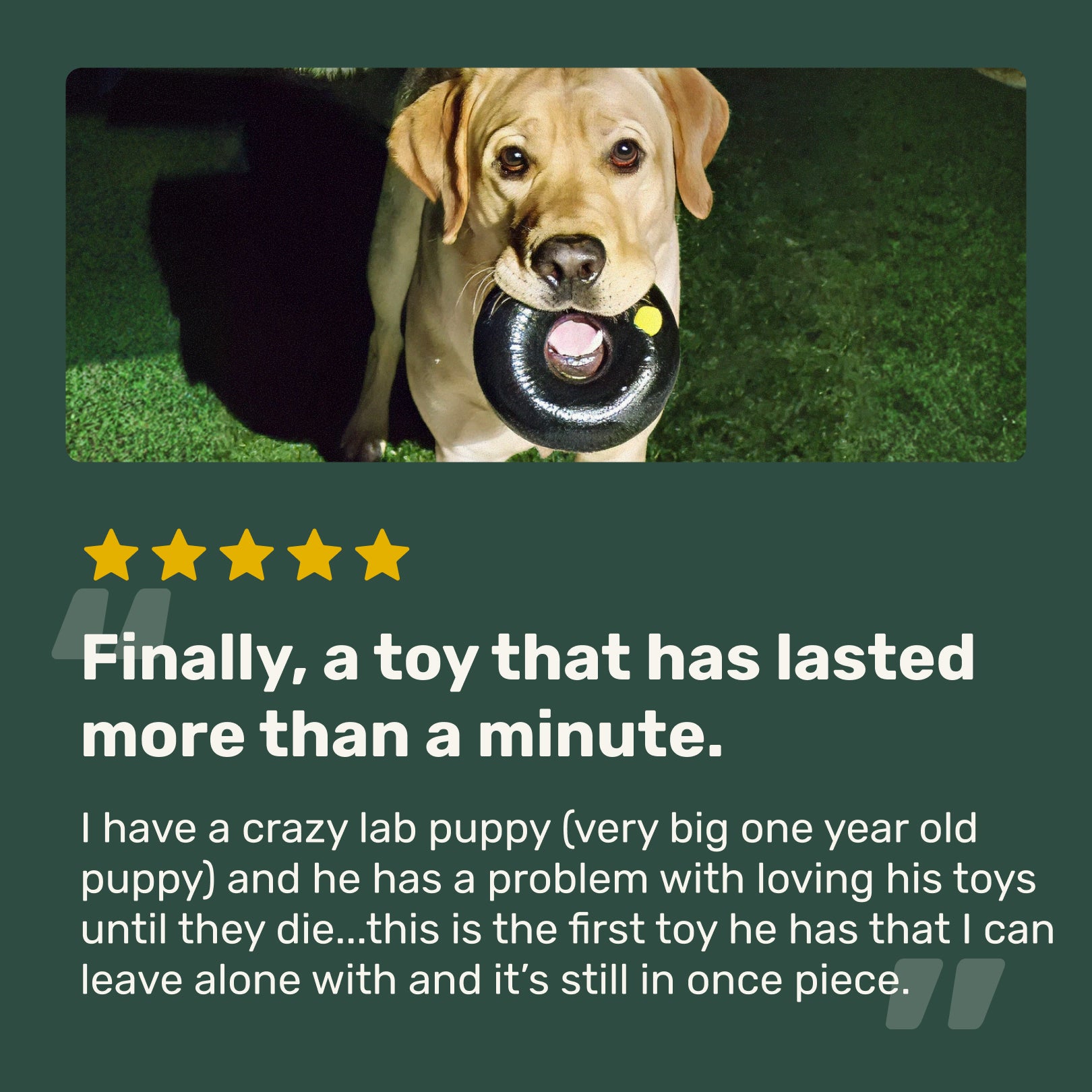 Dog with a toy in its mouth on grass, with text about a durable toy for a lab puppy.