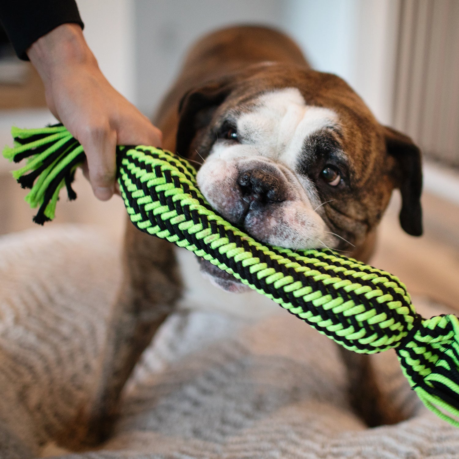 Jolly Pets Knot-N-Chew Tug Dog Toy