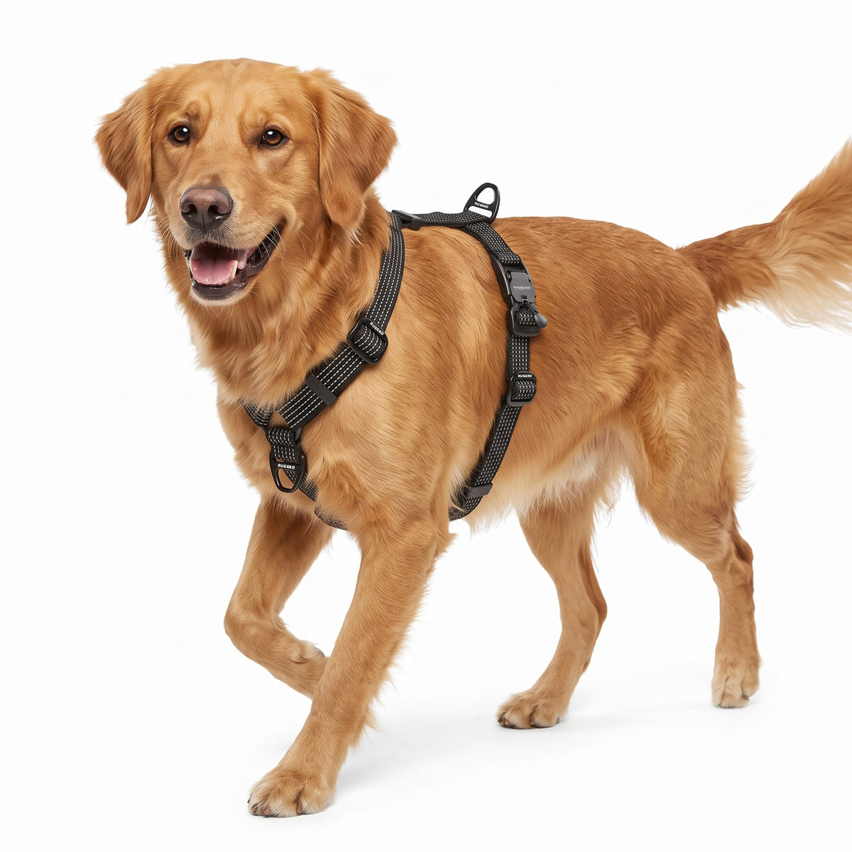 Golden Retriever wearing a black Rugged Dog Company no-pull dog harness with adjustable reflective polyester webbing, front and top aluminum D-ring leash attachment points