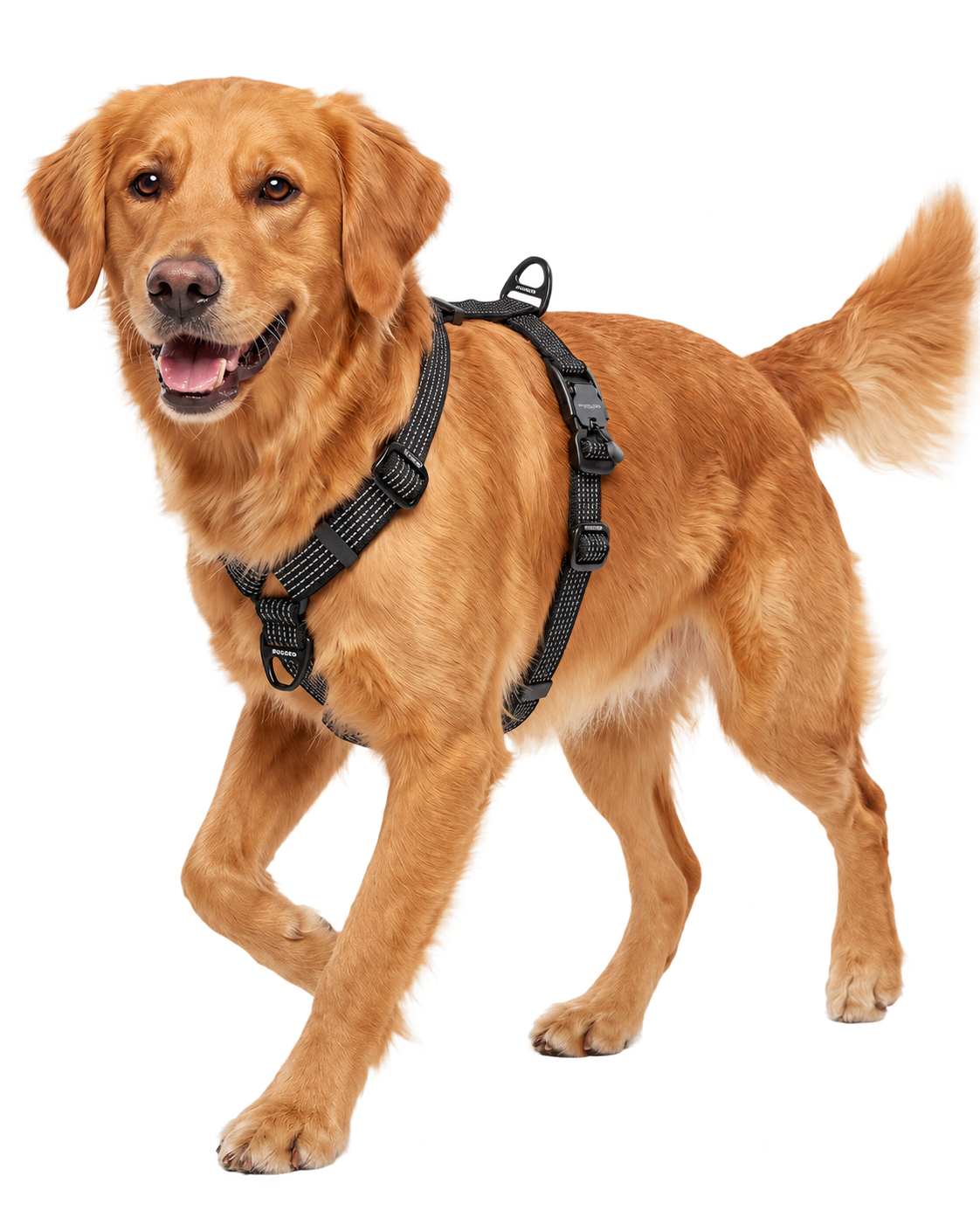 Golden Retriever wearing black Rugged Dog no-pull harness