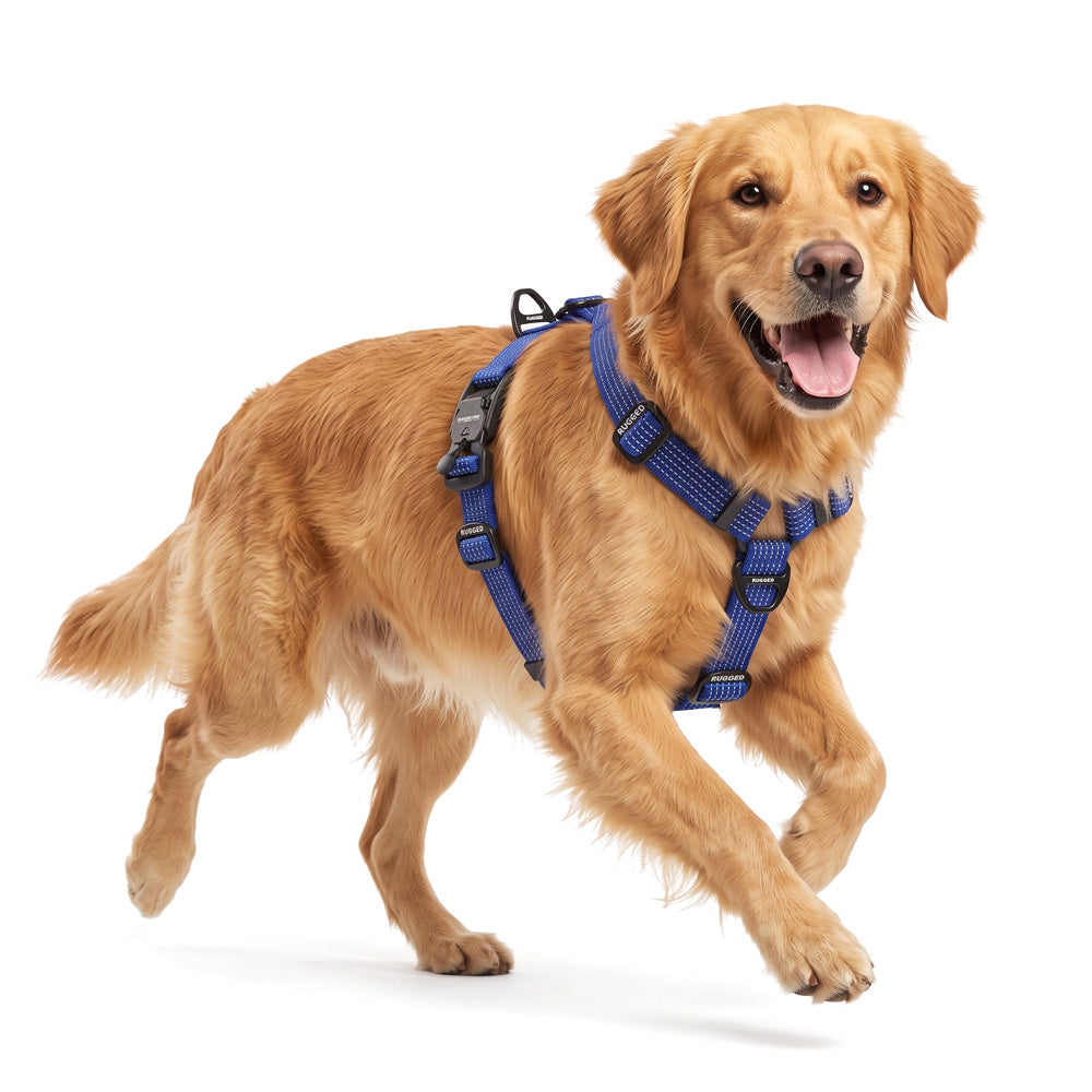 Active Golden Retriever wearing a Navy Rugged Dog Company no-pull harness showing adjustable Y-shaped fit, sternum strap with front control D-ring, high-visibility reflective polyester webbing, aircraft-grade aluminum back D-ring, magnetic FIDLOCK V-Buckles and branded metal adjustment sliders