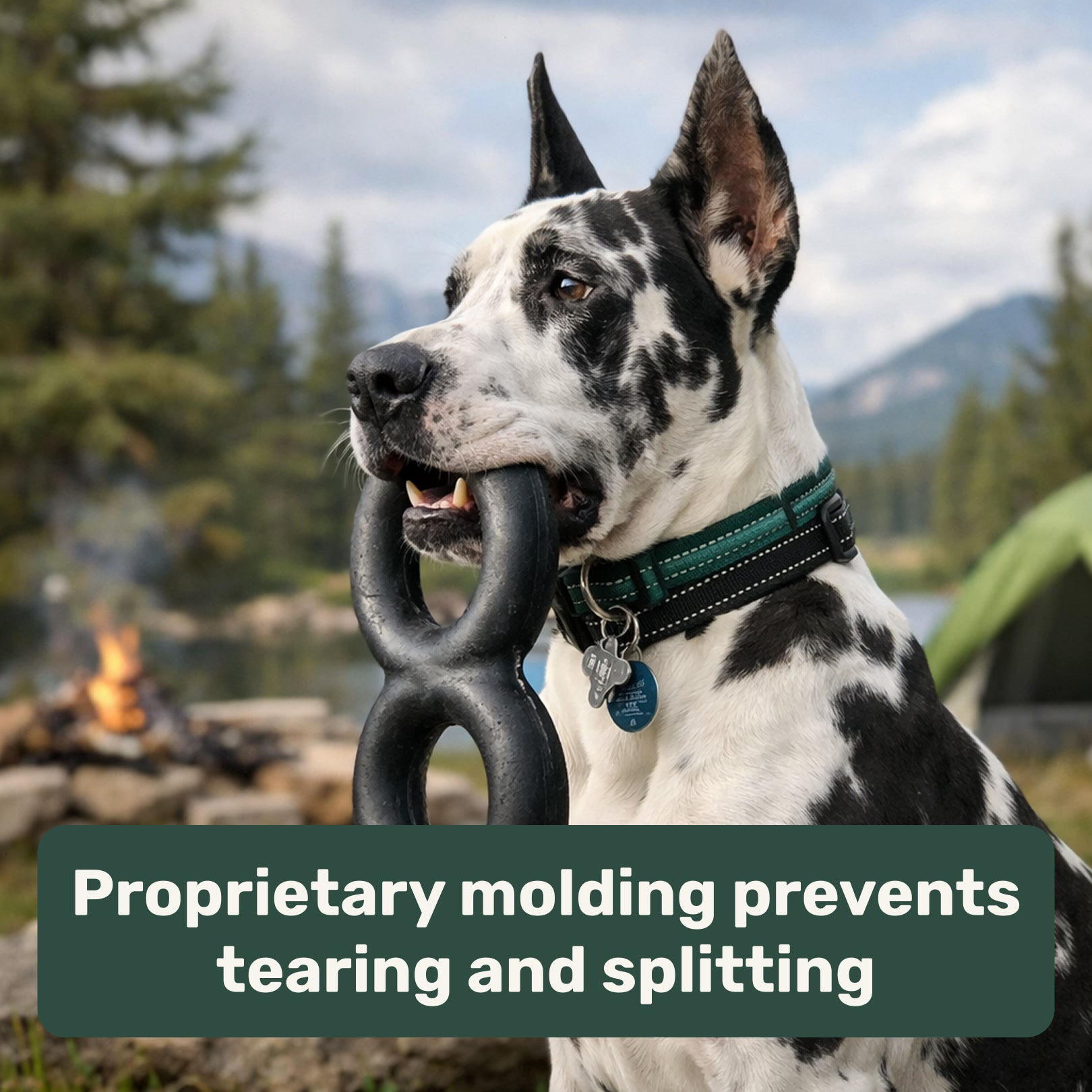 Dog wearing a green collar with a black goughnut tug ring, set against a scenic background.