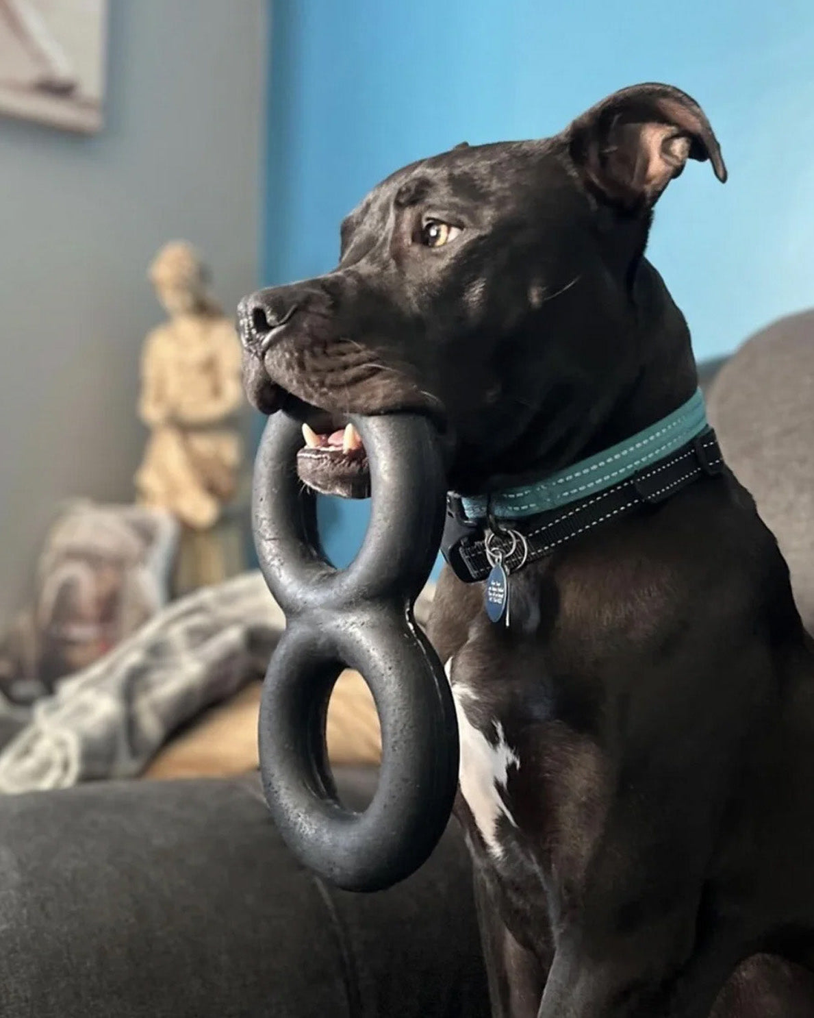 Dog holding a black ring toy in its mouth with a blue wall and statue in the background