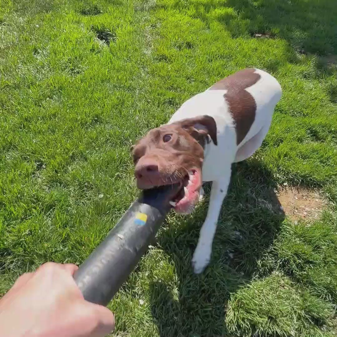 German Short haired pointer playing tug with a rubber bite stick