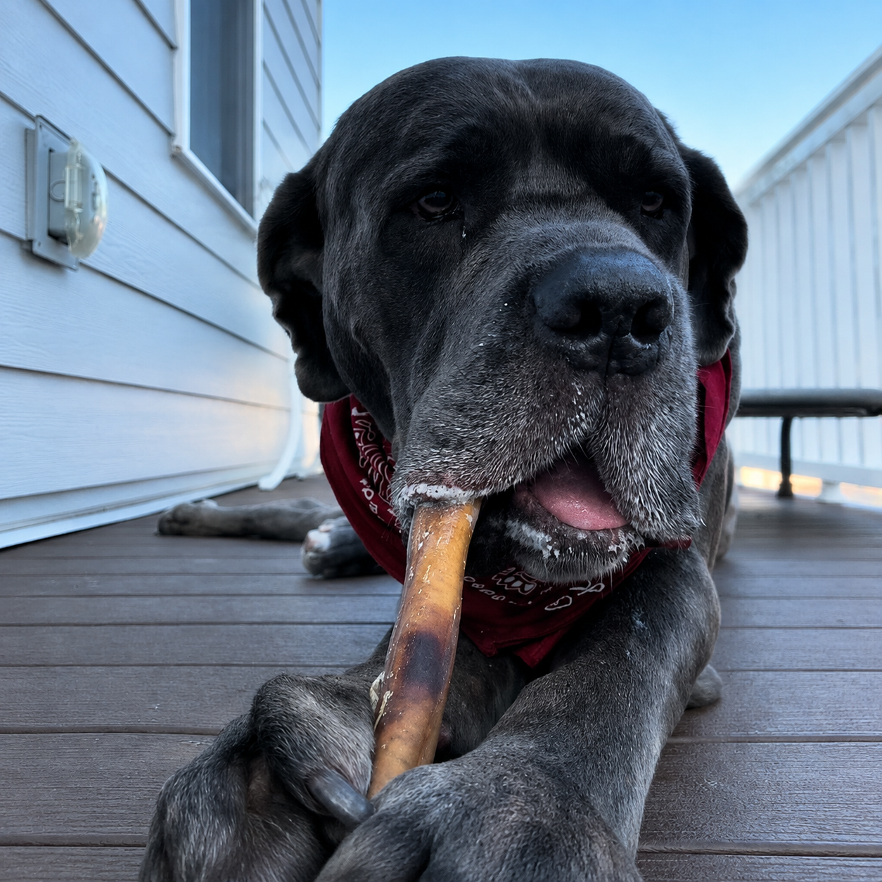 Cane Corso Chewing On A 12 Inch Bully Stick