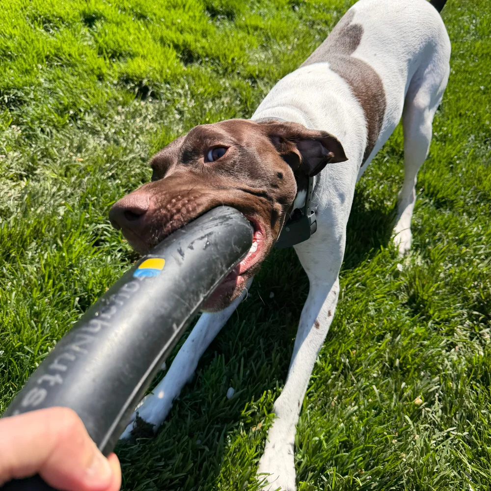 Dog playing tug with a black Goughnuts rubber stick outdoors.